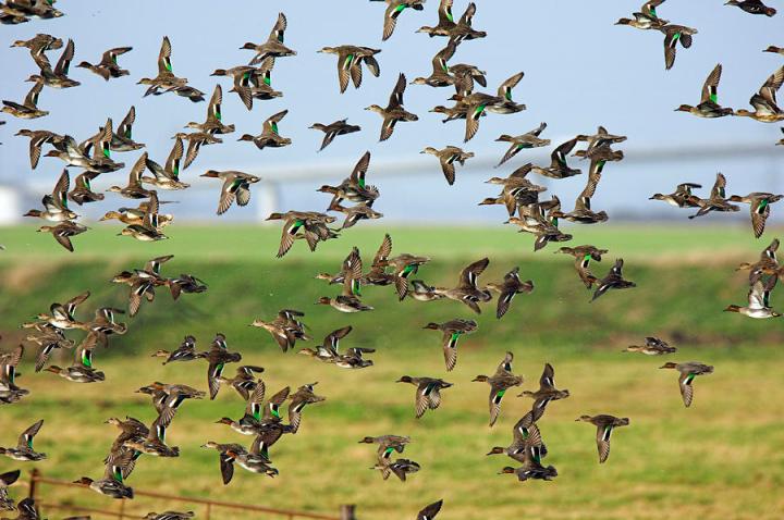 flock-of-common-teal-duncan-shaw